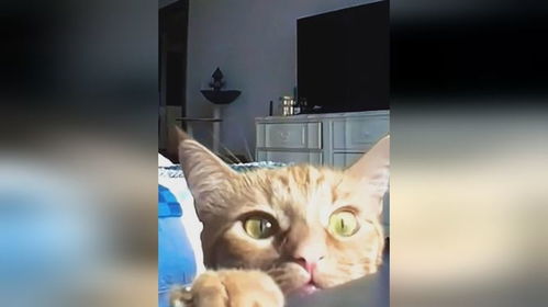 猫咪大作战监控人模组汉化版下载安装-猫咪大作战监控人模组无限金币内购版下载v.4.43