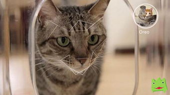 猫咪大作战监控人模组汉化版下载安装-猫咪大作战监控人模组无限金币内购版下载v.4.43